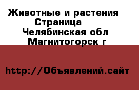  Животные и растения - Страница 27 . Челябинская обл.,Магнитогорск г.